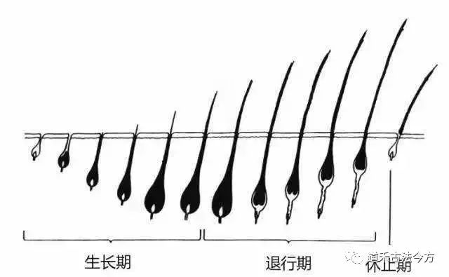 道禾養(yǎng)發(fā)課堂—帶您分清毛囊萎縮和毛囊閉合。